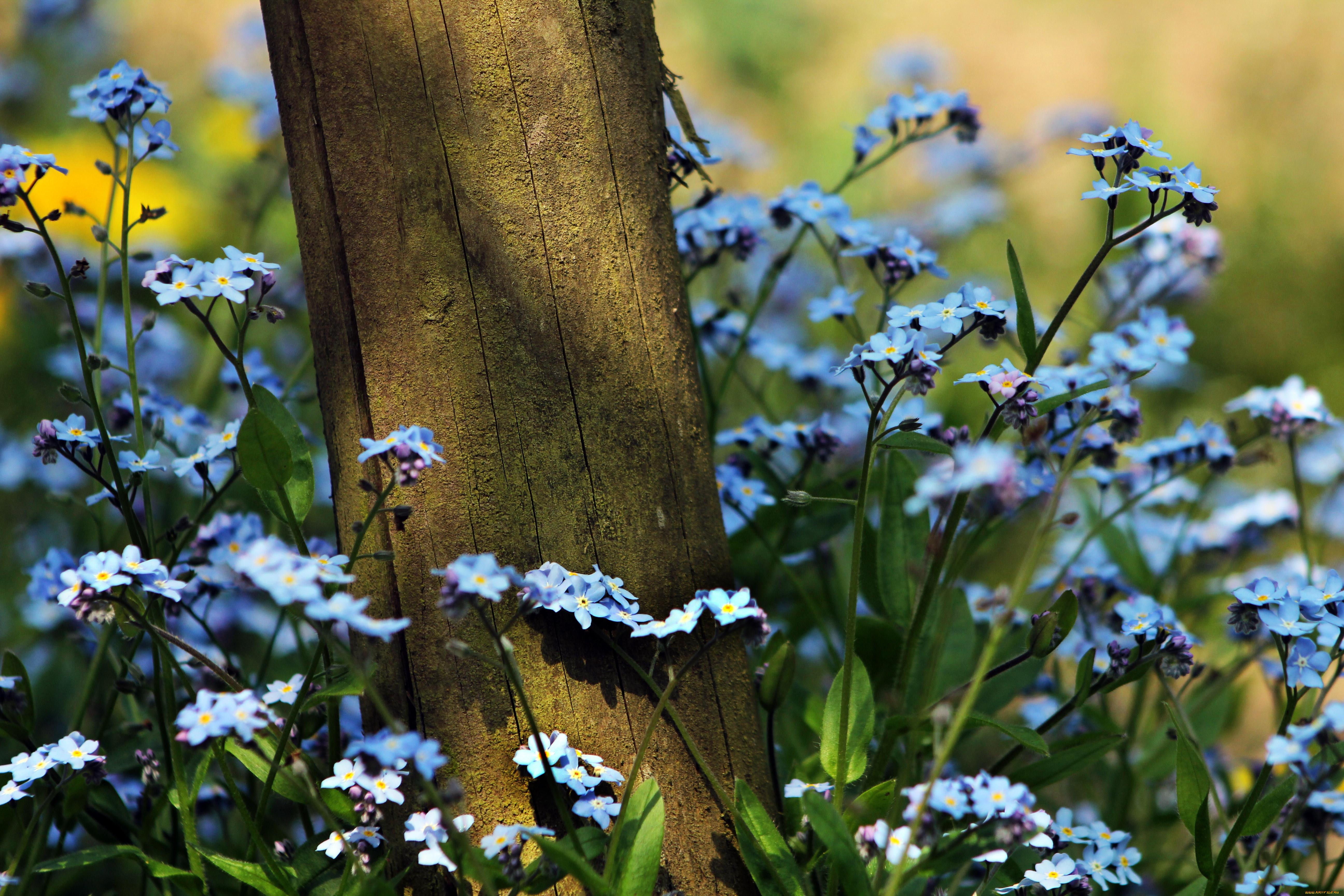 Звон трава. Незабудка цветы. Лесная Поляна. Незабудка Полевая (Myosotis arvensis). Полевые цветы лес незабудки. Незабудка Лесная Полянка.